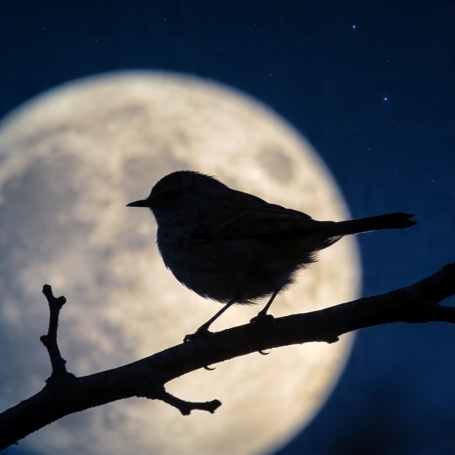 birds chirping at night meaning silhouette against moonlit sky